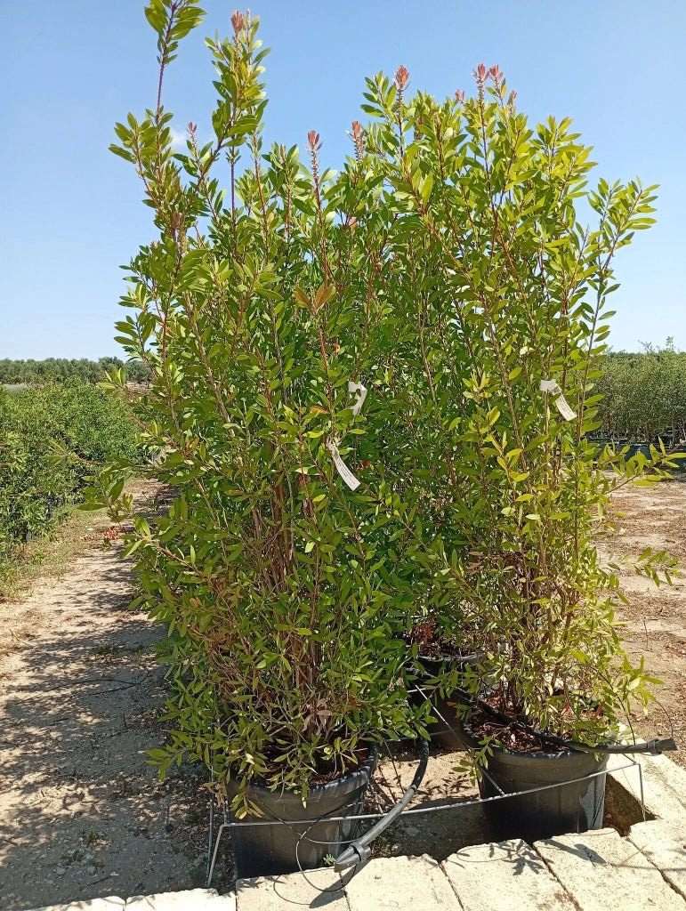 CALLISTEMON LAEVIS CESP.45