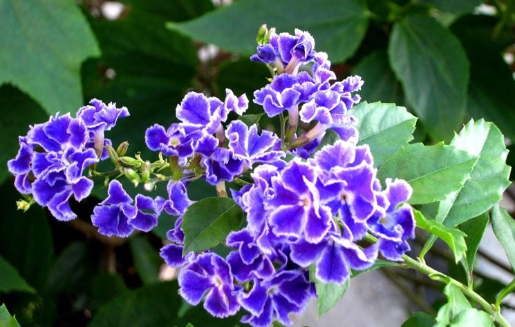 Pianta Duranta repens vaso 20 cm foto reali