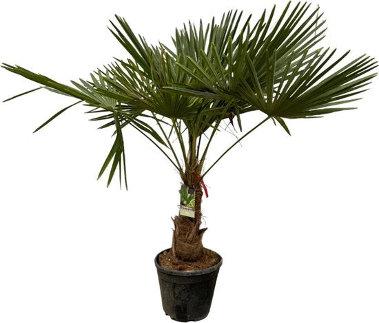Palme Trachycarpus Fortuneii - 200 cm - Ø30cm
