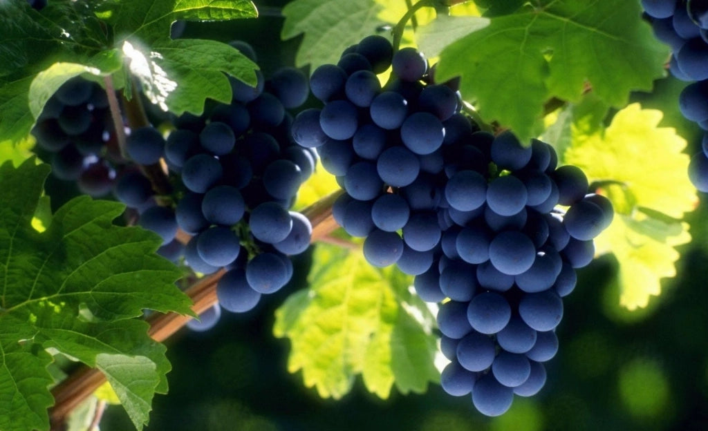 Pianta di uva fragola nera vaso 18cm