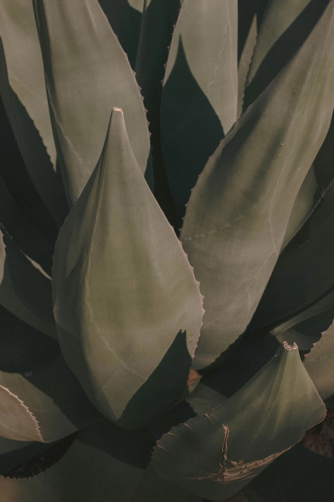 AGAVE AMERICANA MARGINATA VASO 24