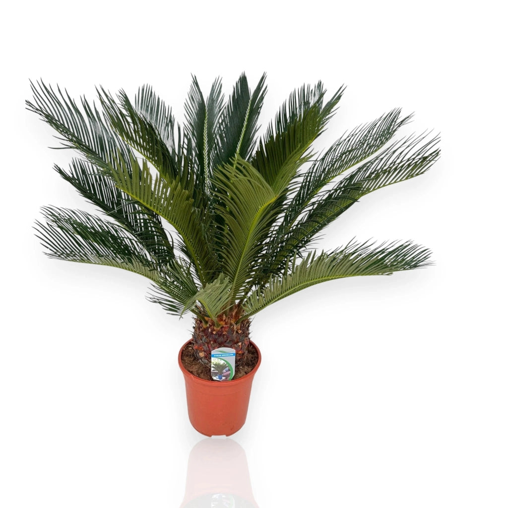 Gardenaria Cycas revoluta - Pianta da interno ornamentale Altezza: 70 cm (vaso 17)