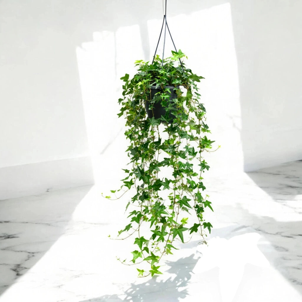 Gardenaria Edera - Hedera helix 'Jacobine' - Pianta da interno ornamentale Altezza: 50 cm (vaso 19)
