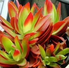 Crassula capitella ‘Campfire’ vaso 14 cm – Succulenta
