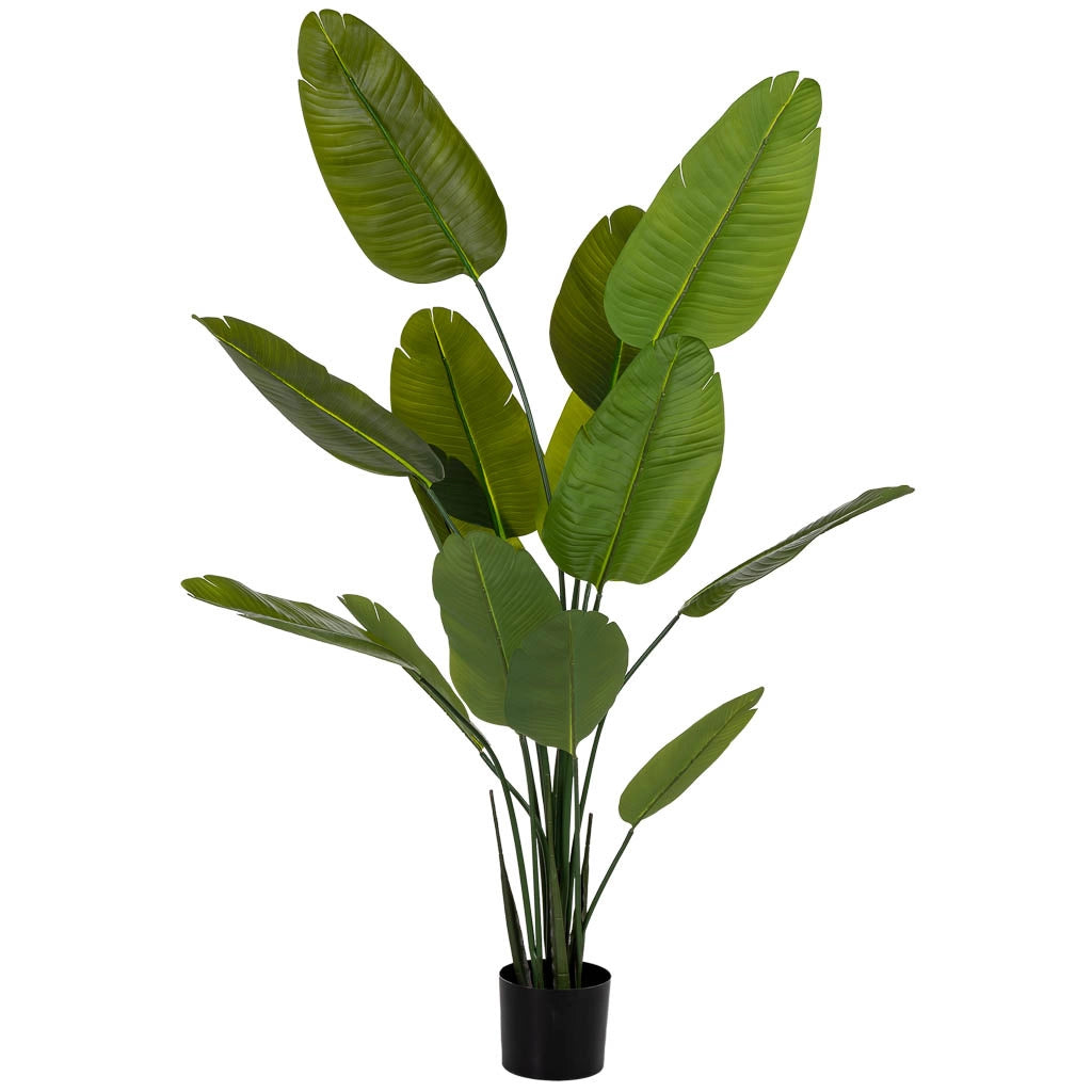Sterlitzia decorativa artificiale verde 80x80x180