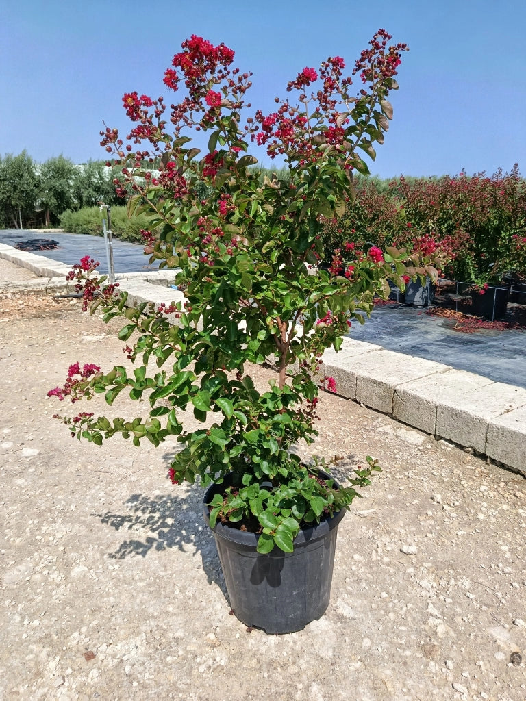 LAGERSTROEMIA INDICA CESP.40 DYNAMITE