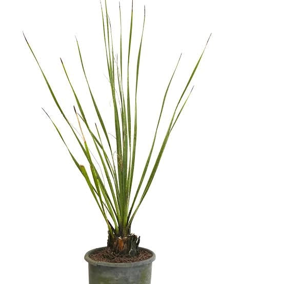 Dasylirion wheeleri – Pianta ornamentale resistente