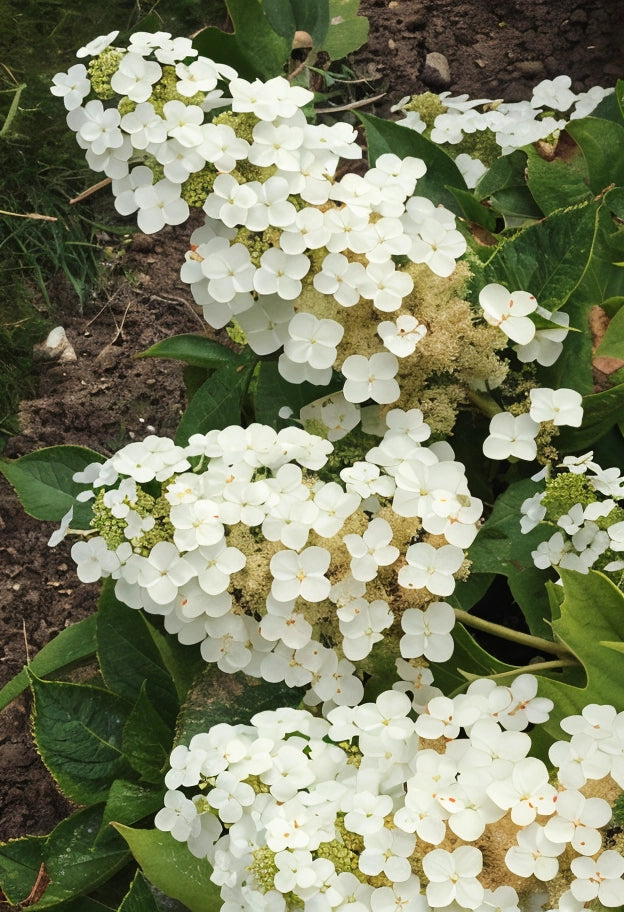 Gardenaria Ortensia - Hydrangea Quercifolia 'Alice' - Pianta acidofila ornamentale da esterno Altezza: 40/50 cm (vaso19)