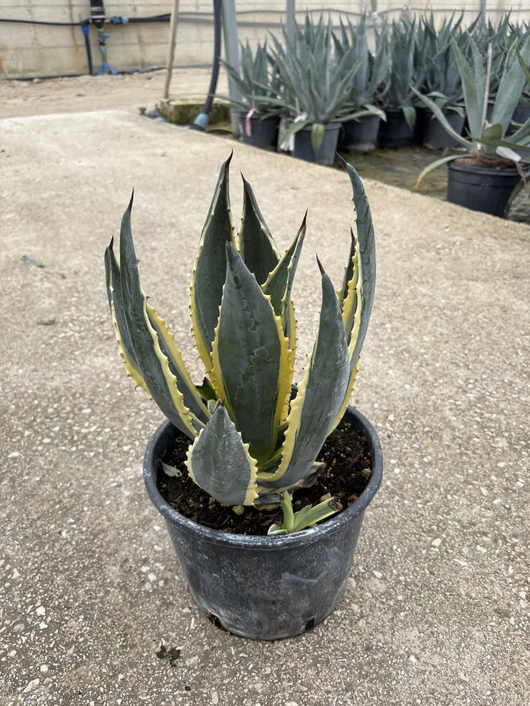 AGAVE AMERICANA MARGINATA VASO 24