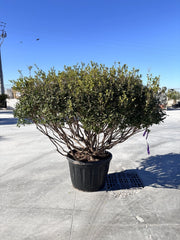 OSMANTHUS X BURKWOODII MULTITRONCO 80