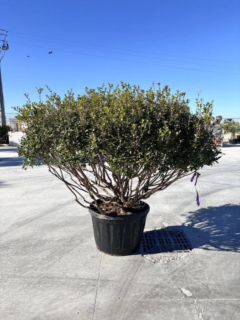 OSMANTHUS X BURKWOODII MULTITRONCO 80