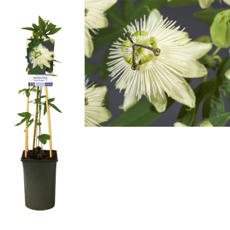 Pianta di Passiflora RIVERSIDE SNOW QUEEN profumata bianca vaso 18 cm AMDGarden