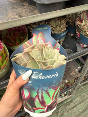 Echeveria ‘Madiba’ (Crassulaceae) vaso 14 cm – Succulenta