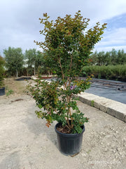 LAGERSTROEMIA INDICA CESP.45 SEABOURN