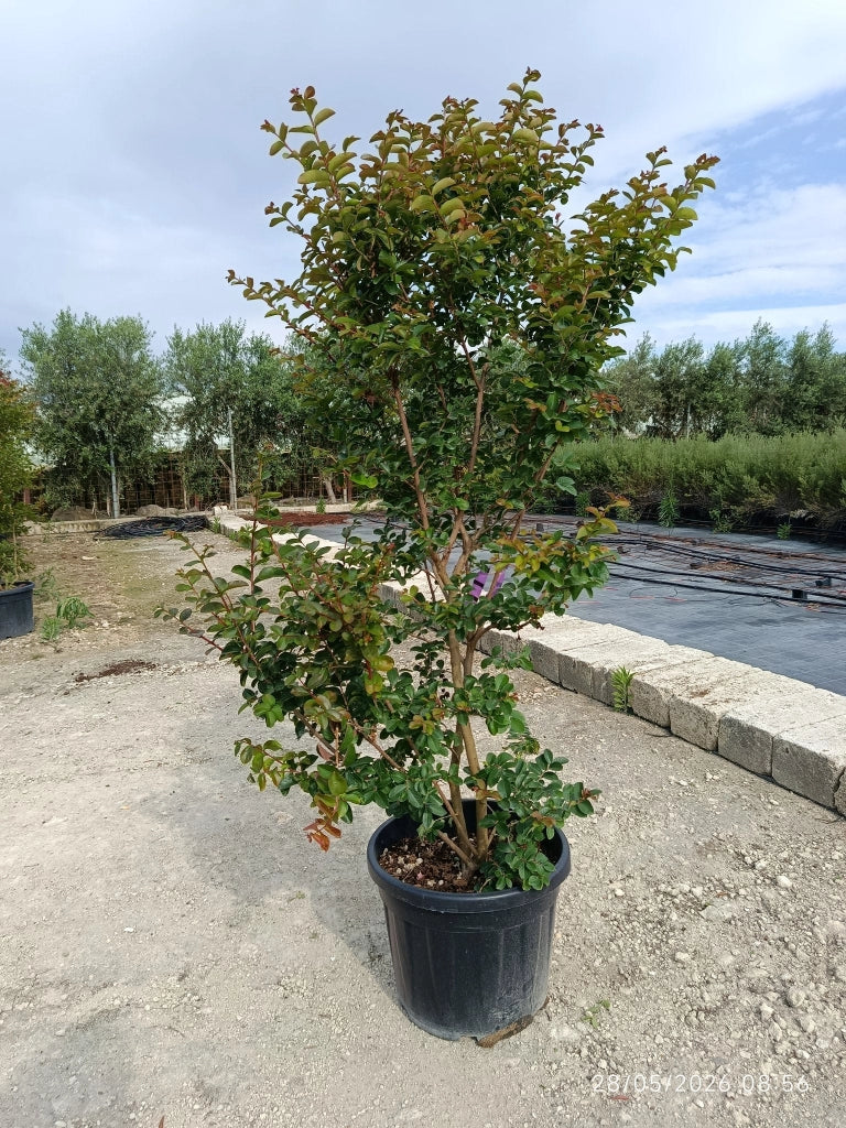 LAGERSTROEMIA INDICA CESP.45 SEABOURN