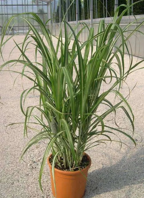Gardenaria Miscanthus sinensis 'Cabaret' - Graminacea ornamentale da esterno Altezza: 60 cm (vaso 17)