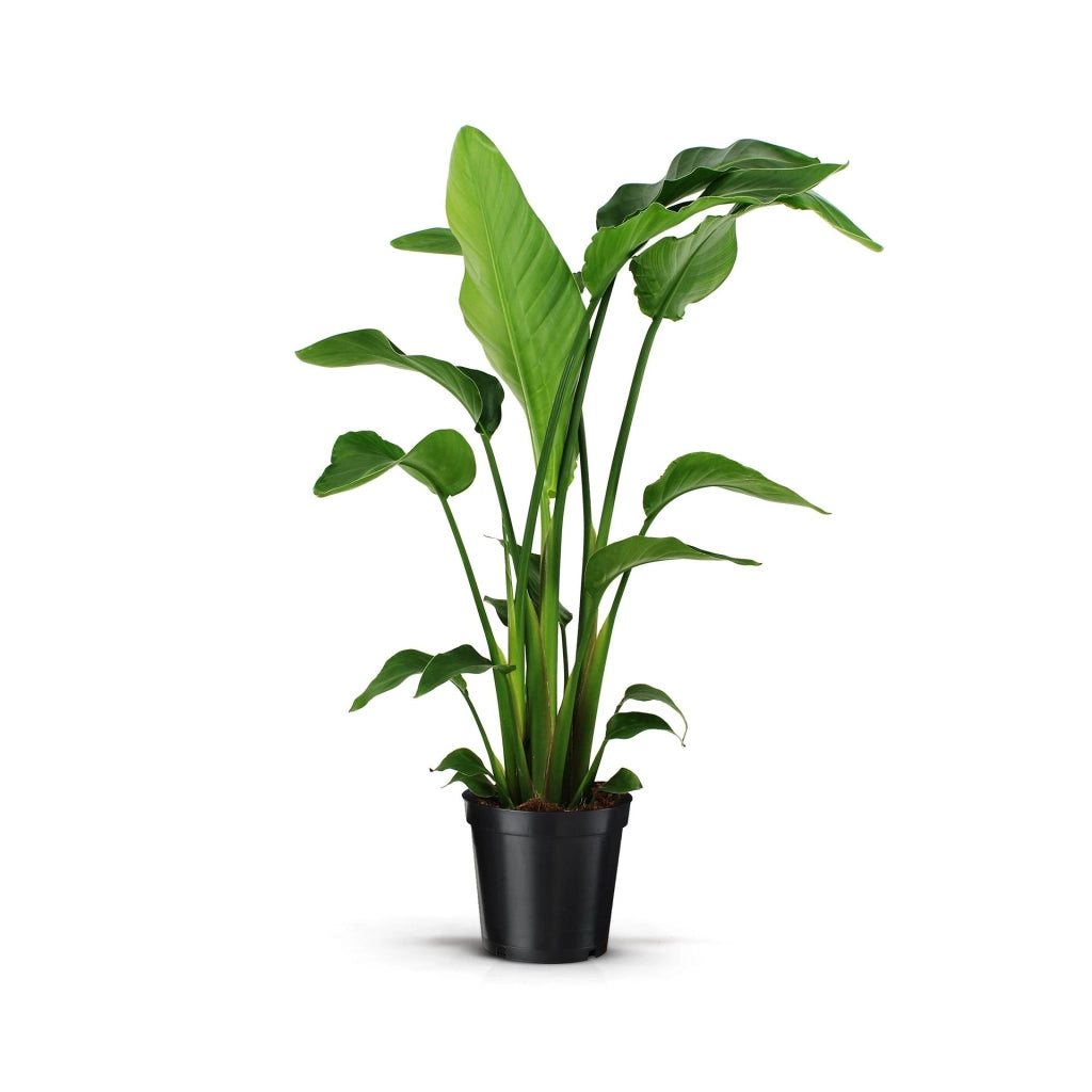 Gardenaria Strelitzia nicolai - Pianta da interno ornamentale Altezza: 120/150 cm (vaso 28)