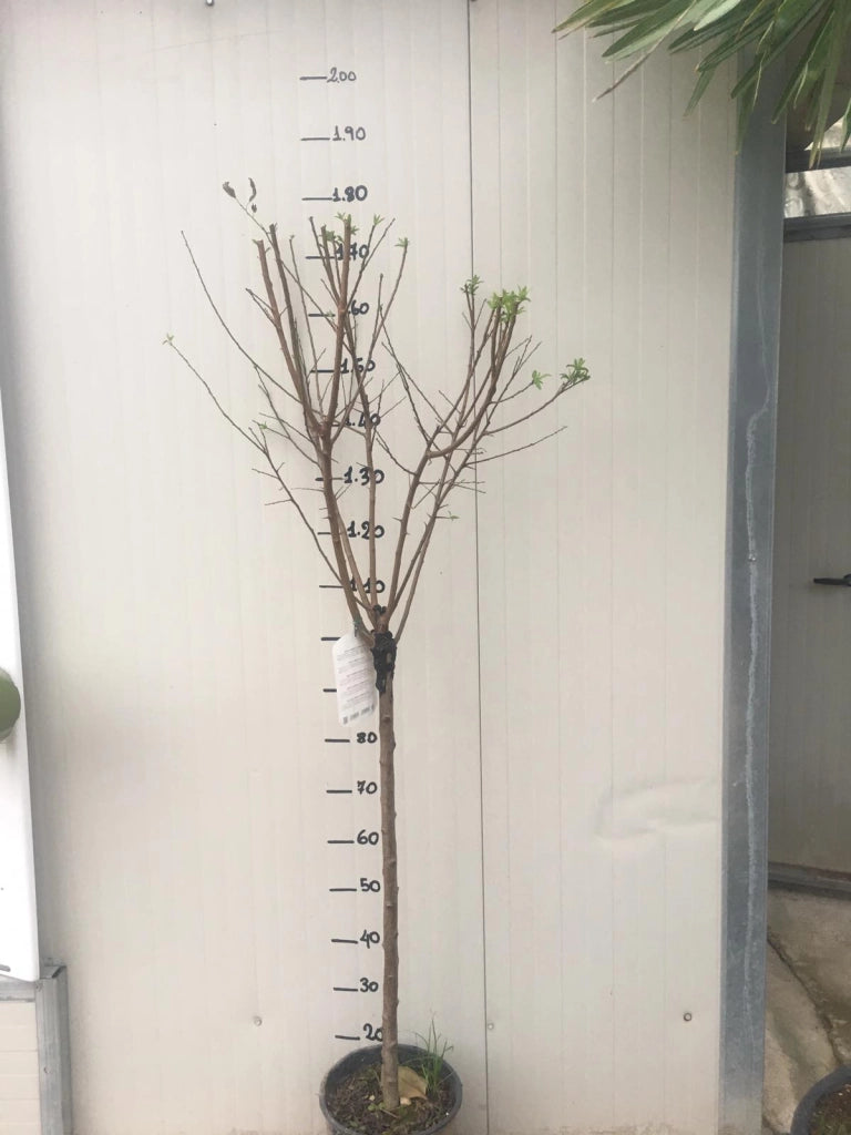 Pianta di Susino Santa Rosa vaso 24
