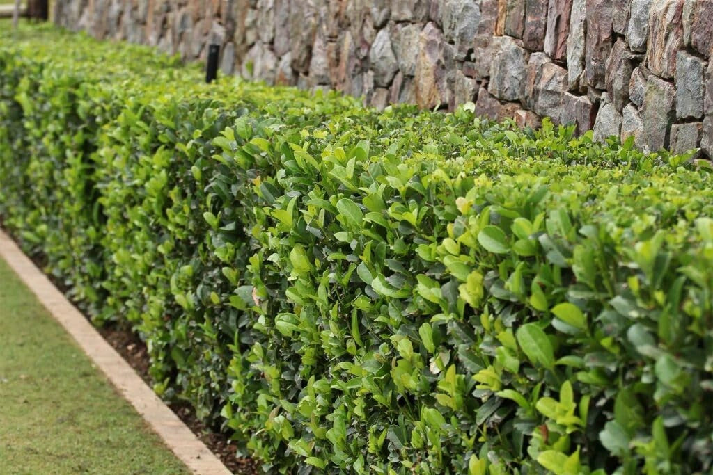 VIBURNUM LUCIDUM CESP.50