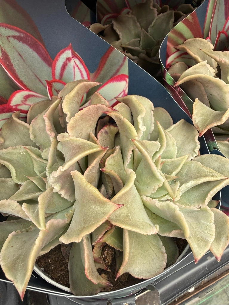Echeveria ‘Madiba’ (Crassulaceae) vaso 14 cm – Succulenta