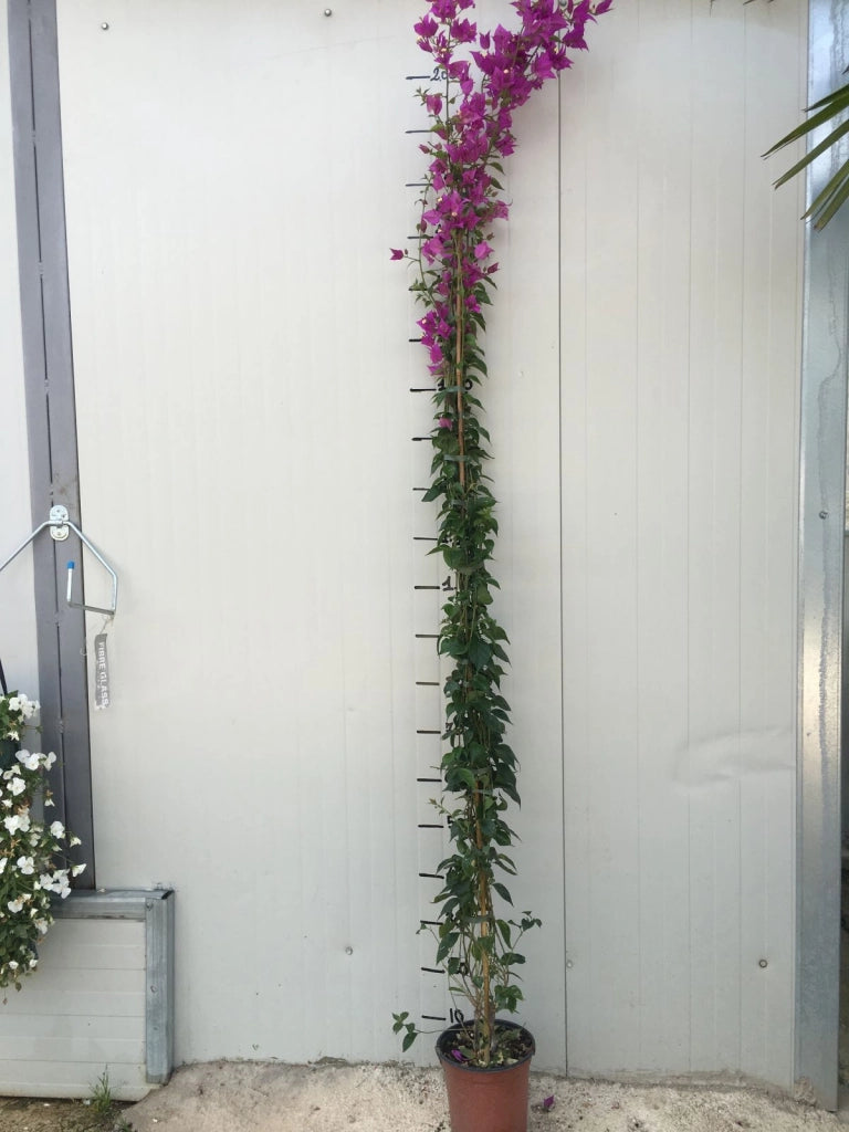 Bougainvillea Sanderiana h 150cm pianta rampicante bouganville bungaville