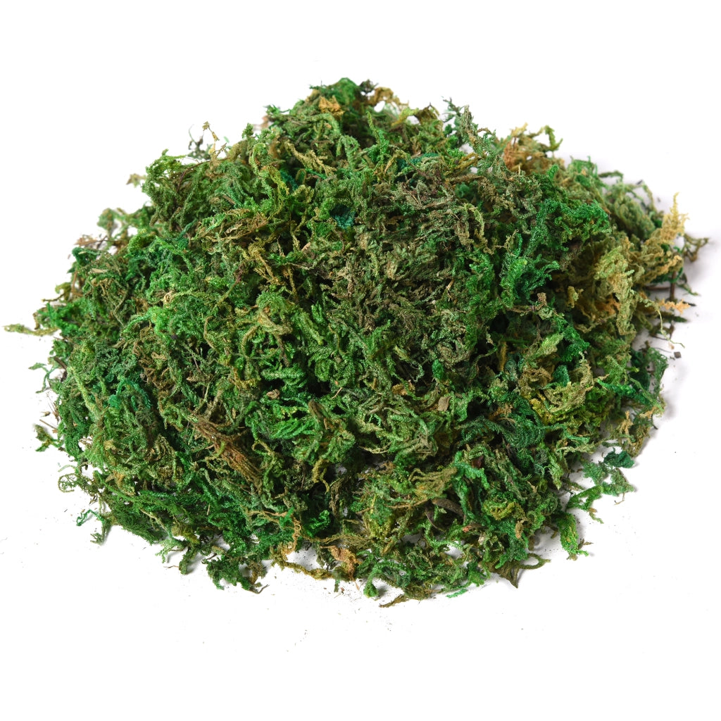 Pianta Artificiale Ficus ¨C Xylo ¨C H.145 cm con Tronco Rami Licheni Foglie Vaso Incluso