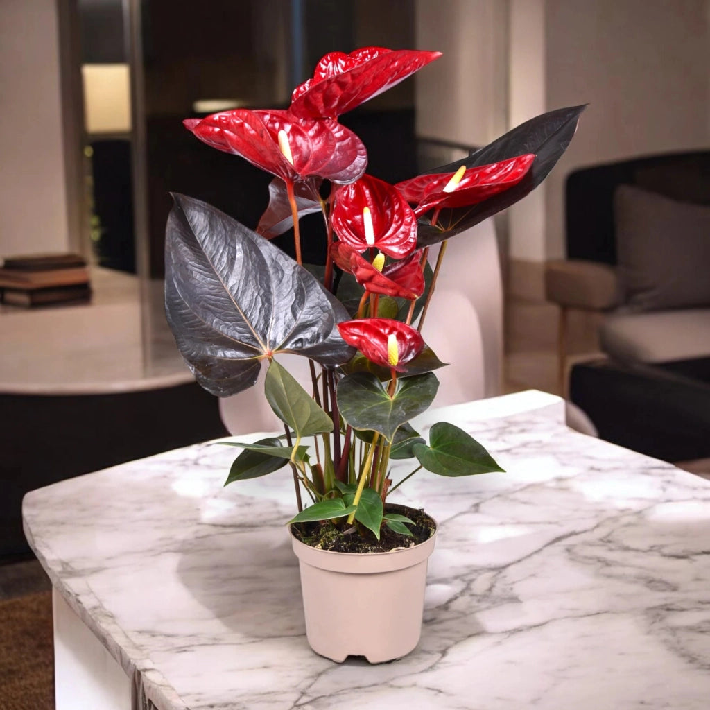 Gardenaria Anthurium andreanum 'Coral Champion' - Pianta da interno ornamentale Altezza: 50 cm (vaso 14)