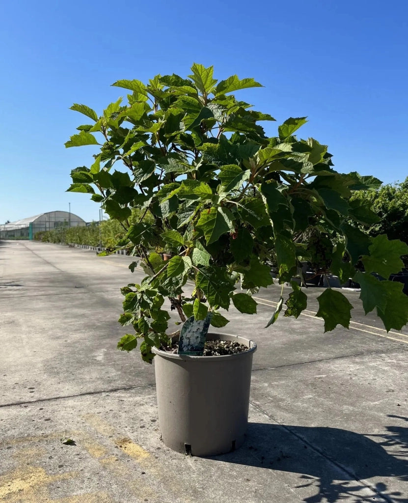 Gardenaria Ortensia - Hydrangea Quercifolia 'Alice' - Pianta acidofila ornamentale da esterno Altezza: 40/50 cm (vaso19)