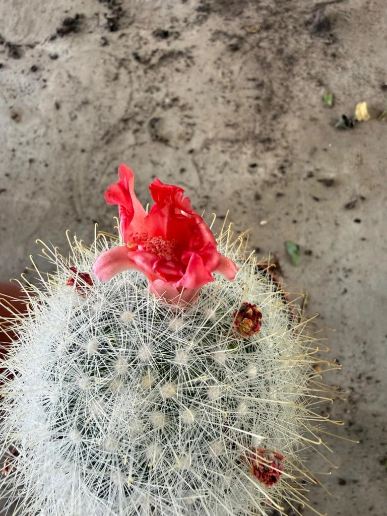 Cactus Mammillaria innestata in vaso 10 cm