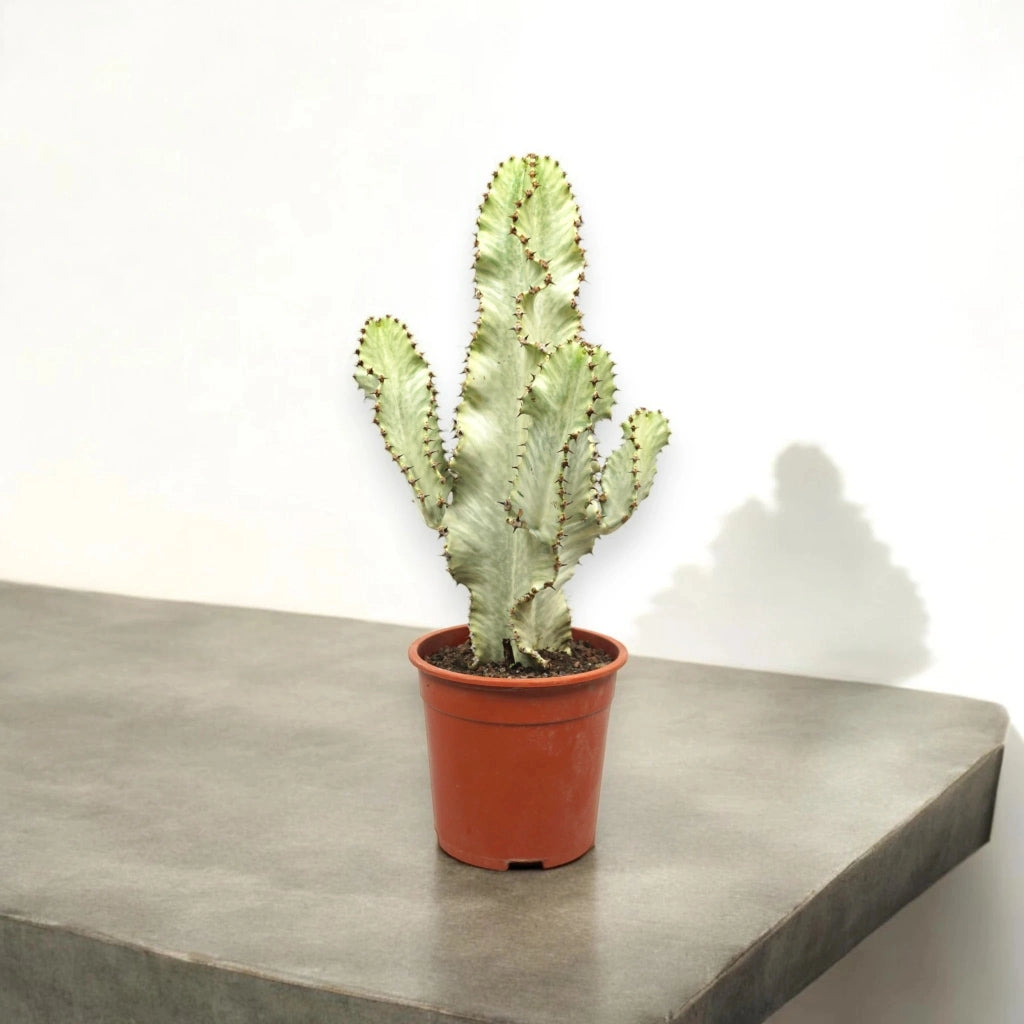 Gardenaria Euphorbia ingens - Pianta da interno ornamentale Altezza: 95 cm (vaso 19)