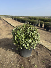 ELEAGNUS EBBINGEI COMPACTA PALLA 55