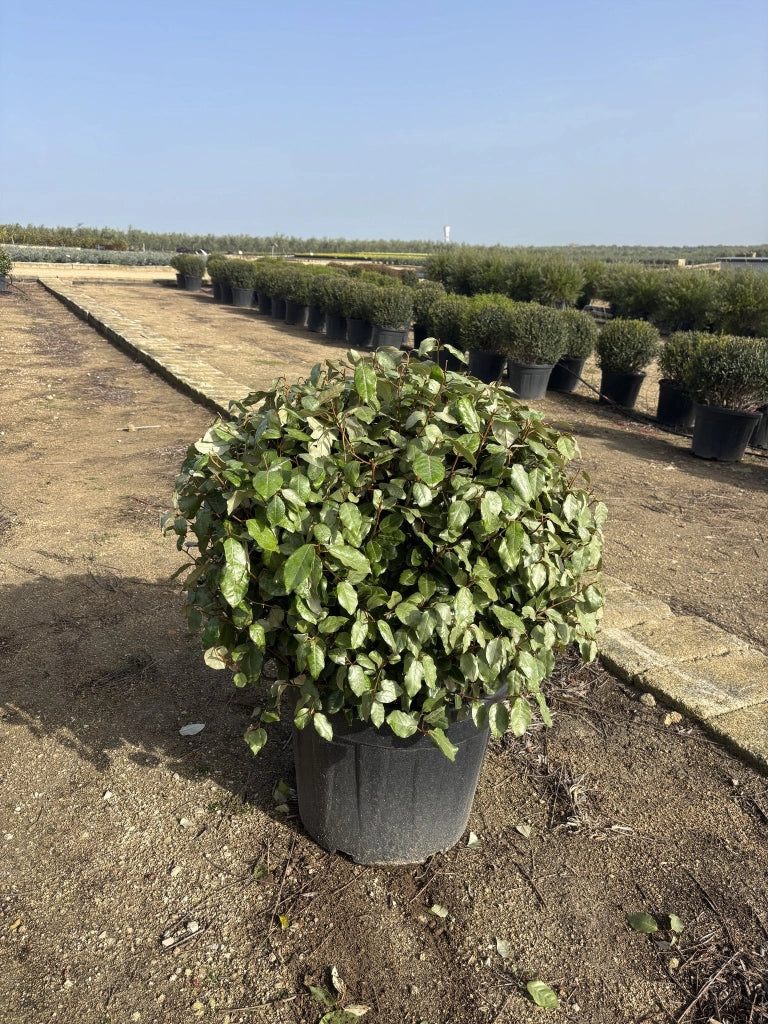 ELEAGNUS EBBINGEI COMPACTA PALLA 55