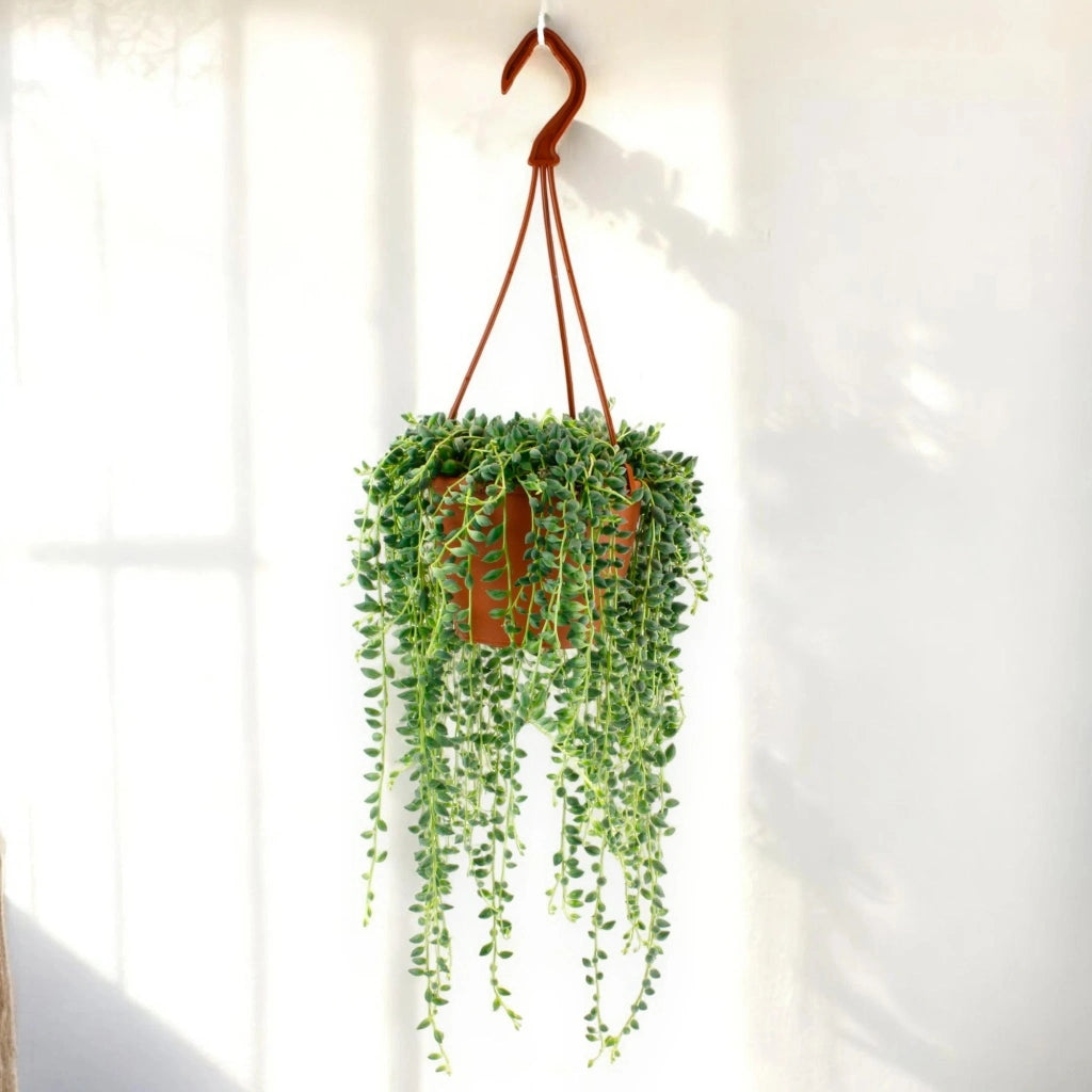 Gardenaria Senecio herreianus - Pianta da interno ornamentale Altezza: 40 cm (vaso 12)