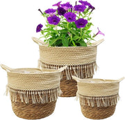 Pannelli per piante - Decorativi e funzionali - 3 pezzi - Zostera