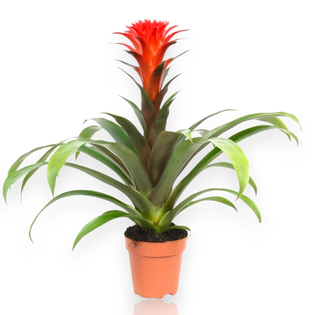 Gardenaria Guzmania 'Hope' - Pianta da interno ornamentale Altezza: 45 cm (vaso 12)