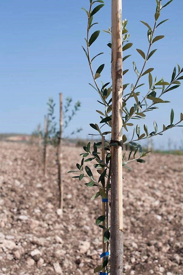 ANCORETTE ELASTICHE PER LEGATURE 'BANDOFIX' cm. 5 (cf. 390 pezzi circa)