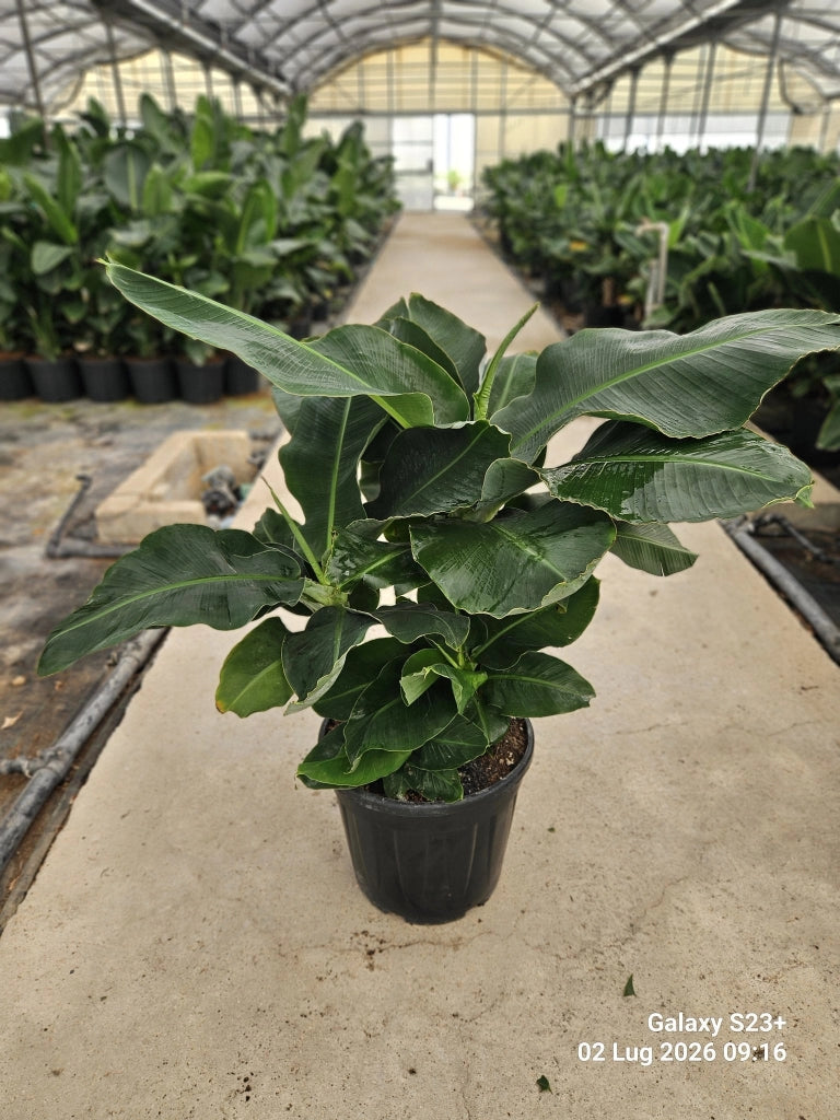 MUSA PARADISIACA DWARF CAVENDISH VASO 40