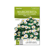 Margherita Selvatica da campo DB