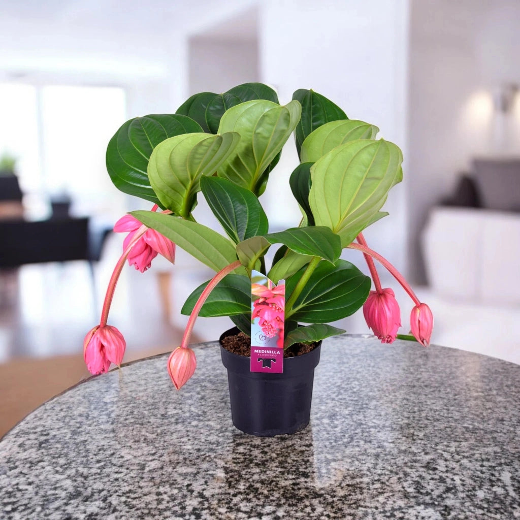 Gardenaria Medinilla magnifica - Pianta da interno ornamentale Altezza: 50 cm (vaso 17)