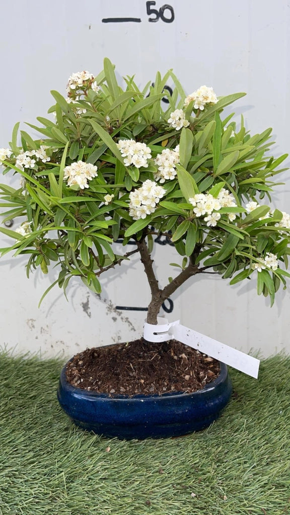 Bonsai Piracanta vaso 20 - Pianta Sempreverde Foto Reali