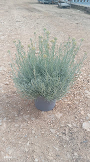 HELICHRYSUM ITALICUM CESP.18