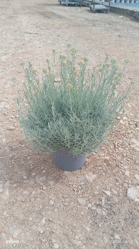 HELICHRYSUM ITALICUM CESP.18