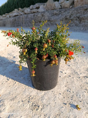 PUNICA GRANATUM NANUM CESP.24
