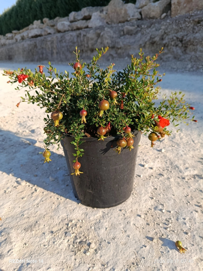 PUNICA GRANATUM NANUM CESP.24