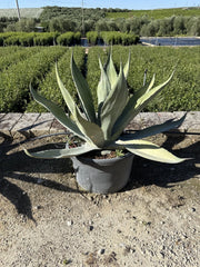 AGAVE FEROX VASO 60