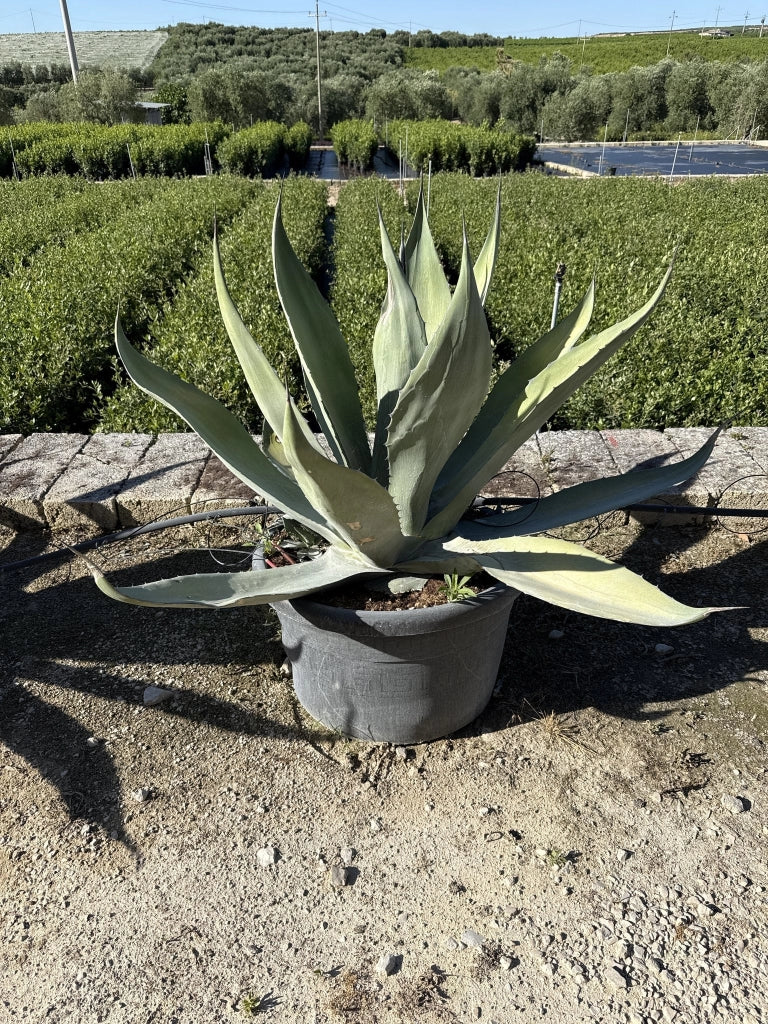 AGAVE FEROX VASO 60