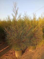 GREVILLEA JOHNSONII CESP.40