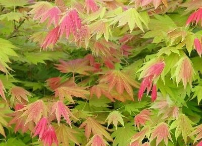Acer shirasawanum ‘Moonrise’ verde – Acero giapponese vaso 19 cm