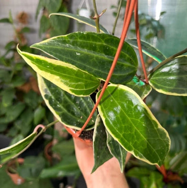 Hoya macrophylla fiore di cera vaso 8 cm foto reali