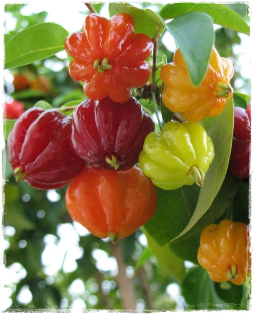 Pianta di Eugenia uniflora, Ciliegia di Cayenna, Pitanga, Ciliegia del Brasile